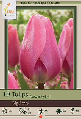 Tulip 'Big Love'