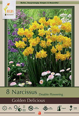 Daffodil Narcissus 'Golden Delicious'