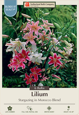 Blends of Beauty Lilium Oriental 'Stargazing in Morocco Blend'