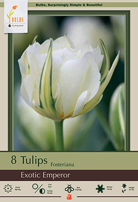 Tulip 'Exotic Emperor'