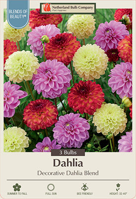 Blends of Beauty Dahlia Decorative 'Dahlai Blend'