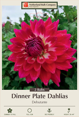 Dahlia Dinner Plate 'Debutante'