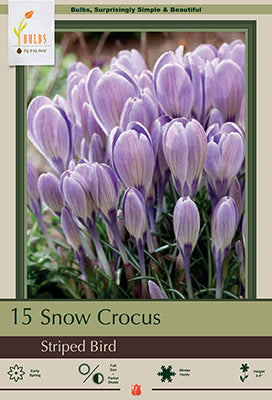 Crocus 'Striped Bird'