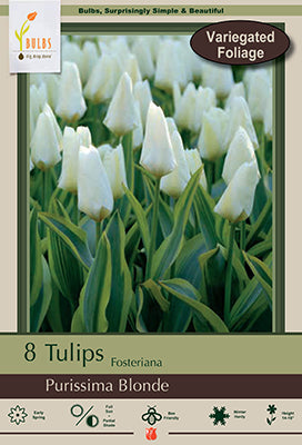 Tulip 'Purissima Blonde'