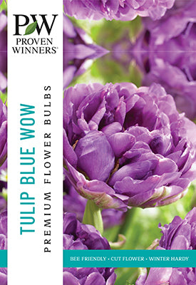 Proven Winners Tulip 'Blue Wow'