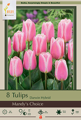 Tulip 'Mandy's Choice'