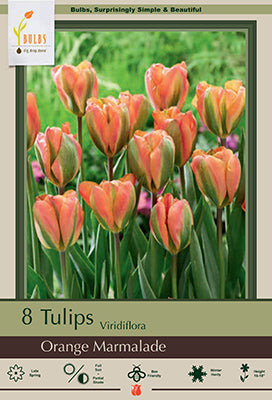 Tulip 'Orange Marmalade'