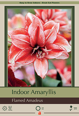 Amaryllis 'Flamed Amadeus'