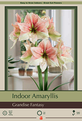 Amaryllis 'Grandise Fantasy'