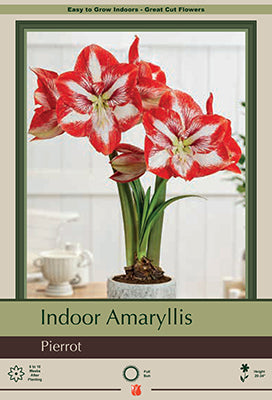 Amaryllis 'Pierrot'