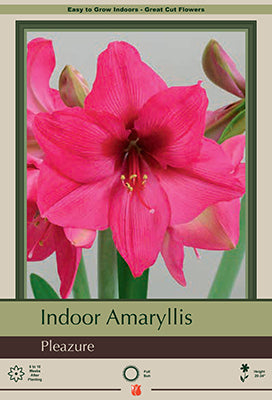 Amaryllis 'Pleazure'