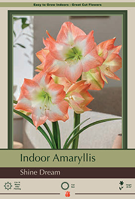 Amaryllis 'Shine Dream'