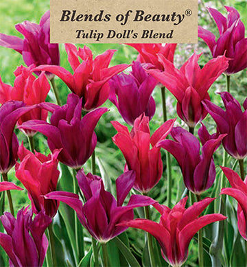 Blends of Beauty Tulip 'Doll's Blend'