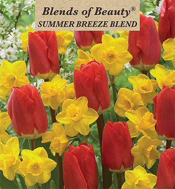 Blends of Beauty Tulip & Narcissus 'Summer Breeze Blend'