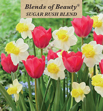 Blends of Beauty Tulip & Narcissus 'Sugar Rush Blend'