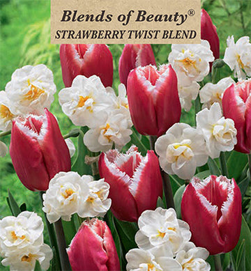 Blends of Beauty Tulip & Narcissus 'Strawberry Twist Blend'