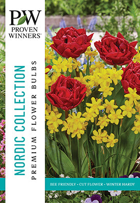 Proven Winners Tulip & Narcissus 'Nordic'