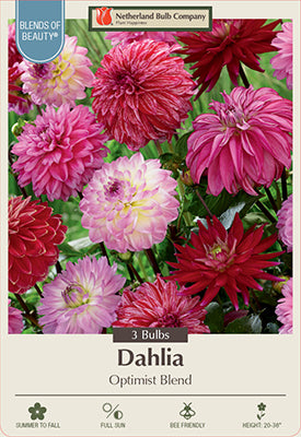 Blends of Beauty Dahlia Decorative 'Optimist Blend'