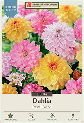 Blends of Beauty Dahlia Decorative 'Pastel Blend'