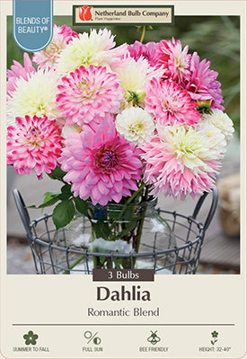 Blends of Beauty Dahlia Decorative 'Romantic Blend'