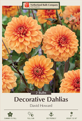 Dahlia Decorative 'David Howard'