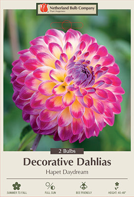 Dahlia Decorative 'Hapet Daydream'