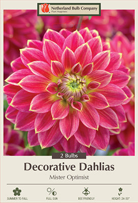 Dahlia Decorative 'Mister Optimist'