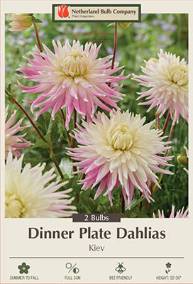 Dahlia Dinner Plate 'Kiev'