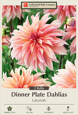 Dahlia Dinner Plate 'Labyrinth'