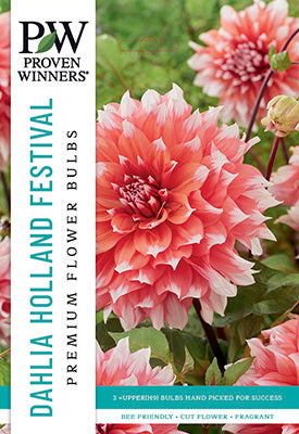 Proven Winners Dahlia Dinner Plate Holland Festival