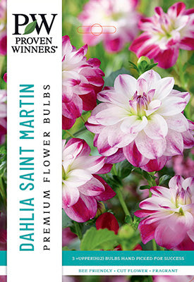 Proven Winners Dahlia Decorative Saint Martin