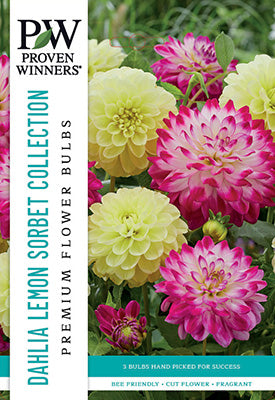 Proven Winners Dahlia Decorative Lemon Sorbet