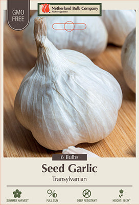 Garlic 'Transylvanian'