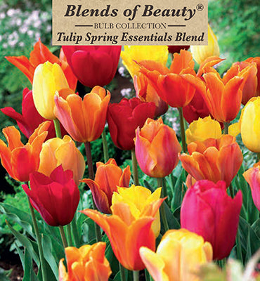 Blends of Beauty Tulip 'Spring Essentials Blend'