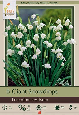 Leucojum aestivum 'Giant Snowdrop'