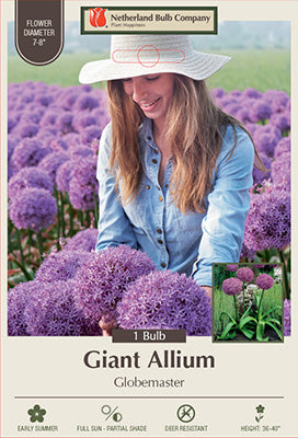 Allium 'Globemaster'