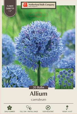 Allium caeruleum