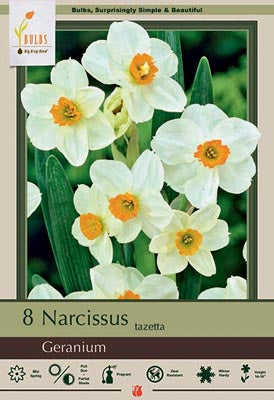 Daffodil Narcissus 'Geranium'