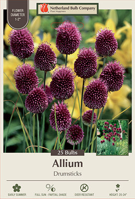 Allium sphaerocephalon 'Drumsticks'