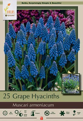 Muscari 'Grape Hyacinth'