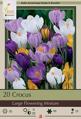 Crocus 'Large Flowering Mixture'