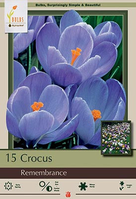 Crocus 'Remembrance'