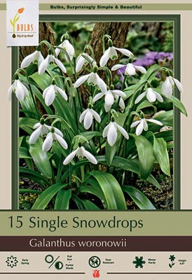 Galanthus woronowii 'Snowdrops'