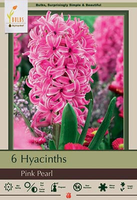 Hyacinth orientalis 'Pink Pearl'