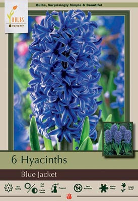 Hyacinth orientalis 'Blue Jacket'