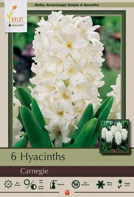 Hyacinth orientalis 'Carnegie'