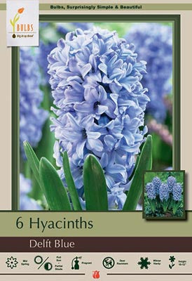 Hyacinth orientalis 'Delft Blue'