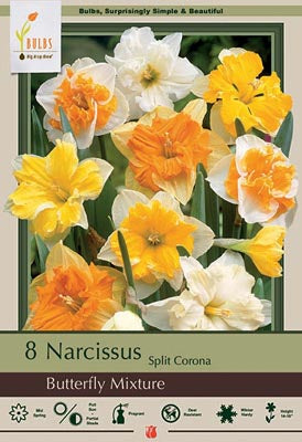 Daffodil Narcissus 'Butterfly Mixture'