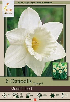 Daffodil Narcissus Trumpet 'Mount Hood'