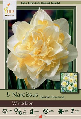 Daffodil Narcissus Double Flowering 'White Lion'